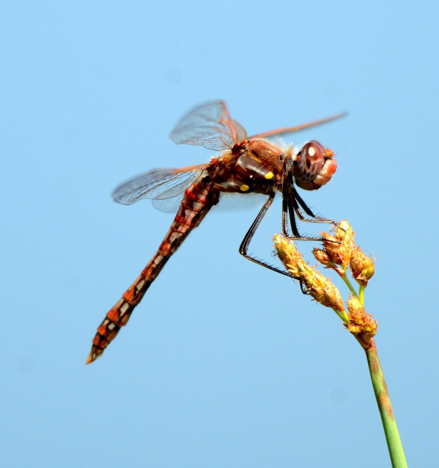 Variegated Meadowhawk Photo by Steven Mlodinow