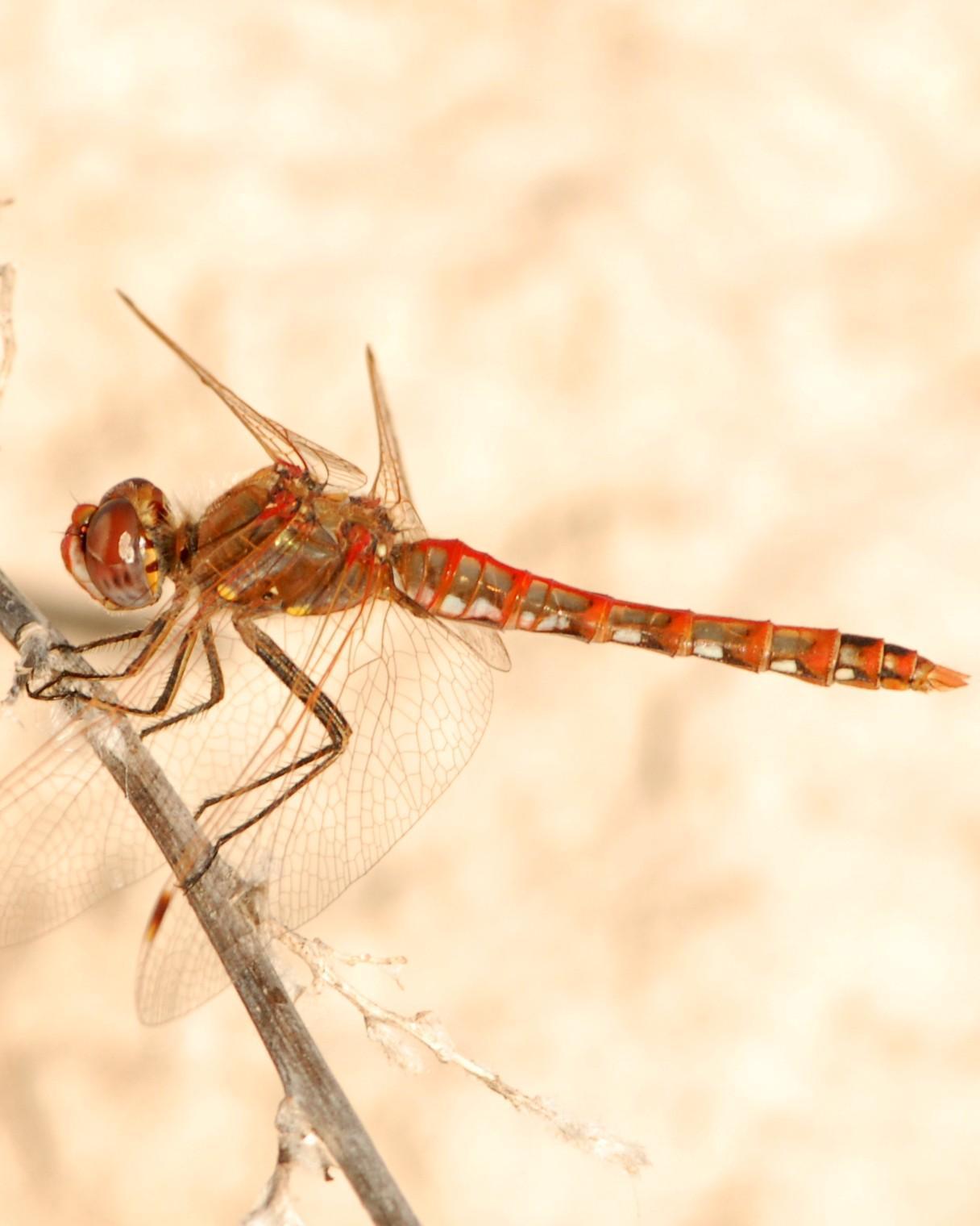 Variegated Meadowhawk Photo by David Hollie