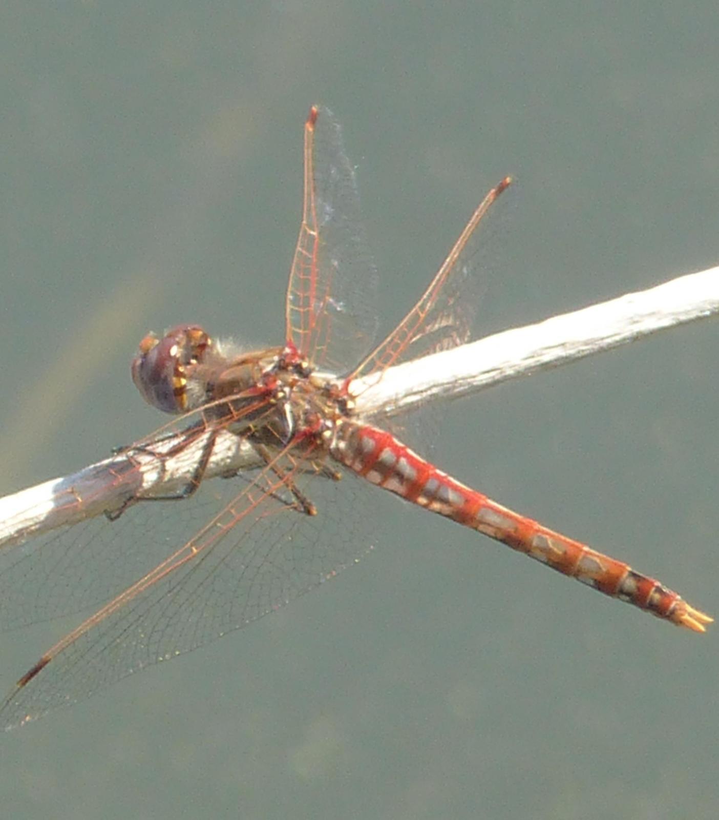Variegated Meadowhawk Photo by David Bell