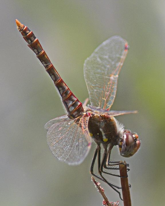 Variegated Meadowhawk Photo by Alison Sheehey