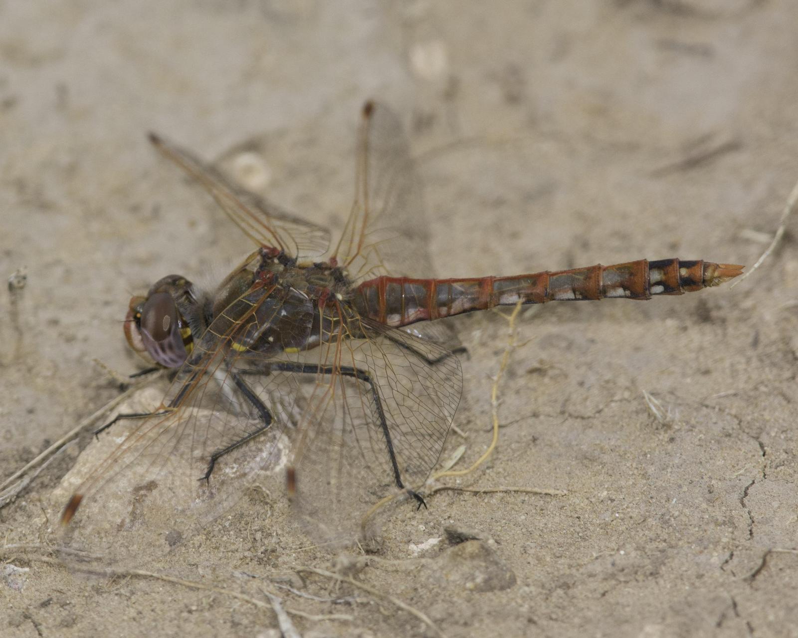 Variegated Meadowhawk Photo by Mitchell  Pruitt