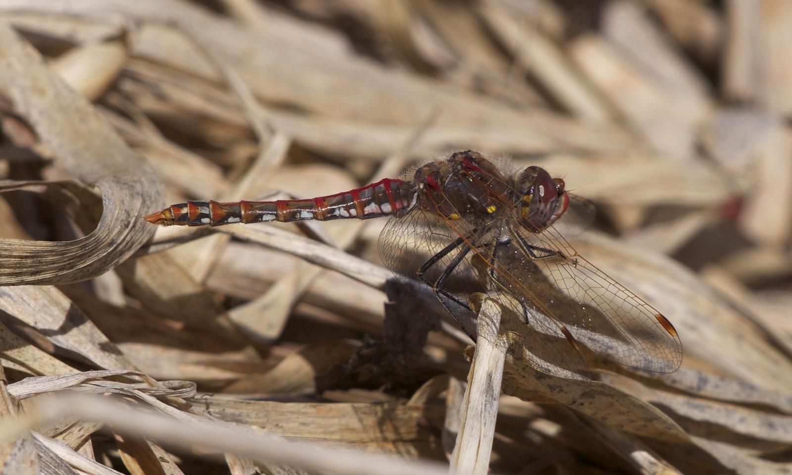 Variegated Meadowhawk Photo by Scott King