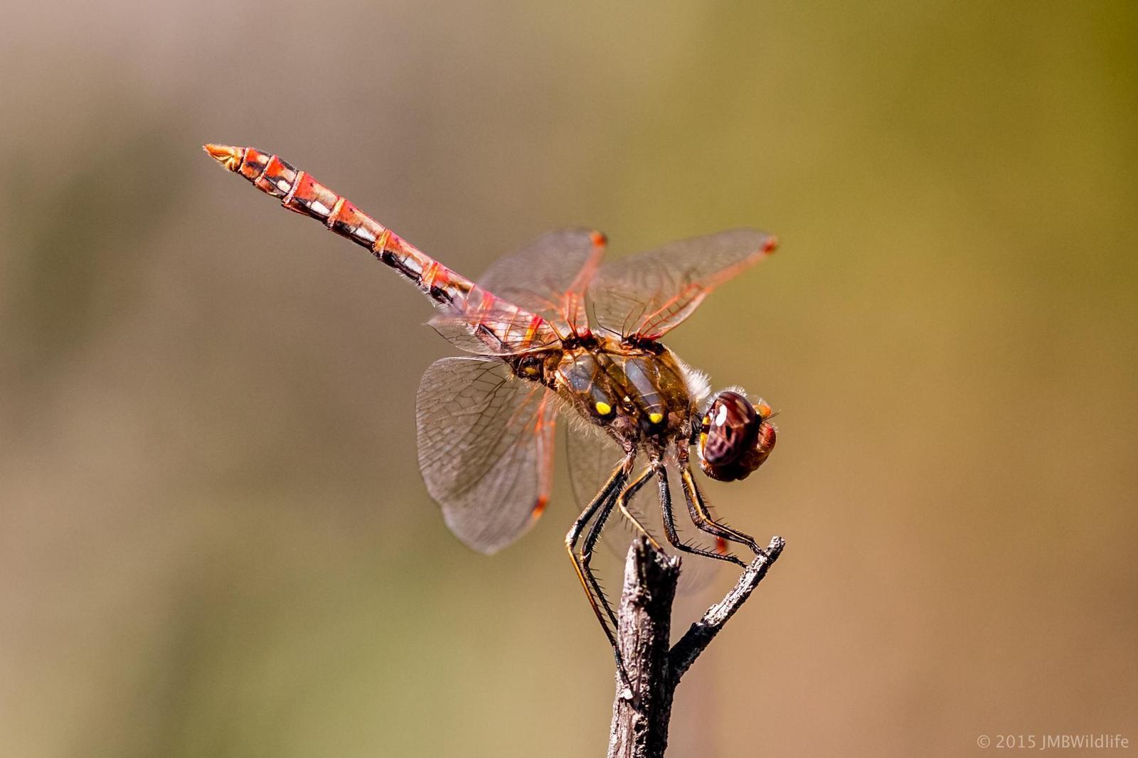 Variegated Meadowhawk Photo by Jeff Bray