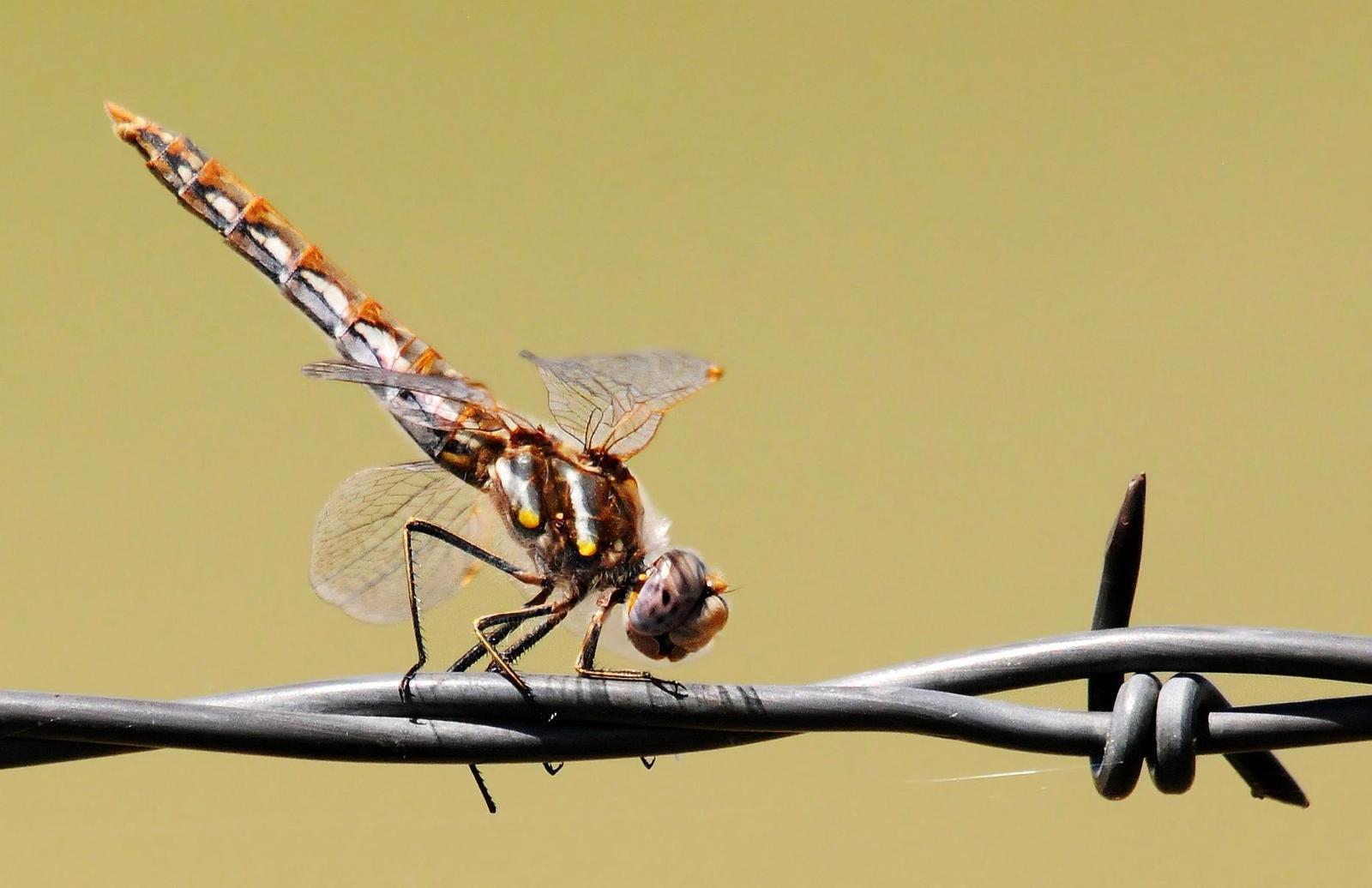 Variegated Meadowhawk Photo by Steven Mlodinow