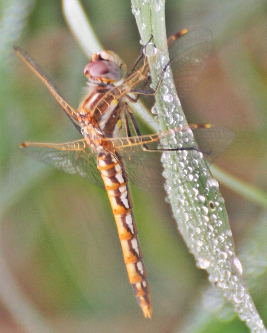 Variegated Meadowhawk Photo by Andrew Theus