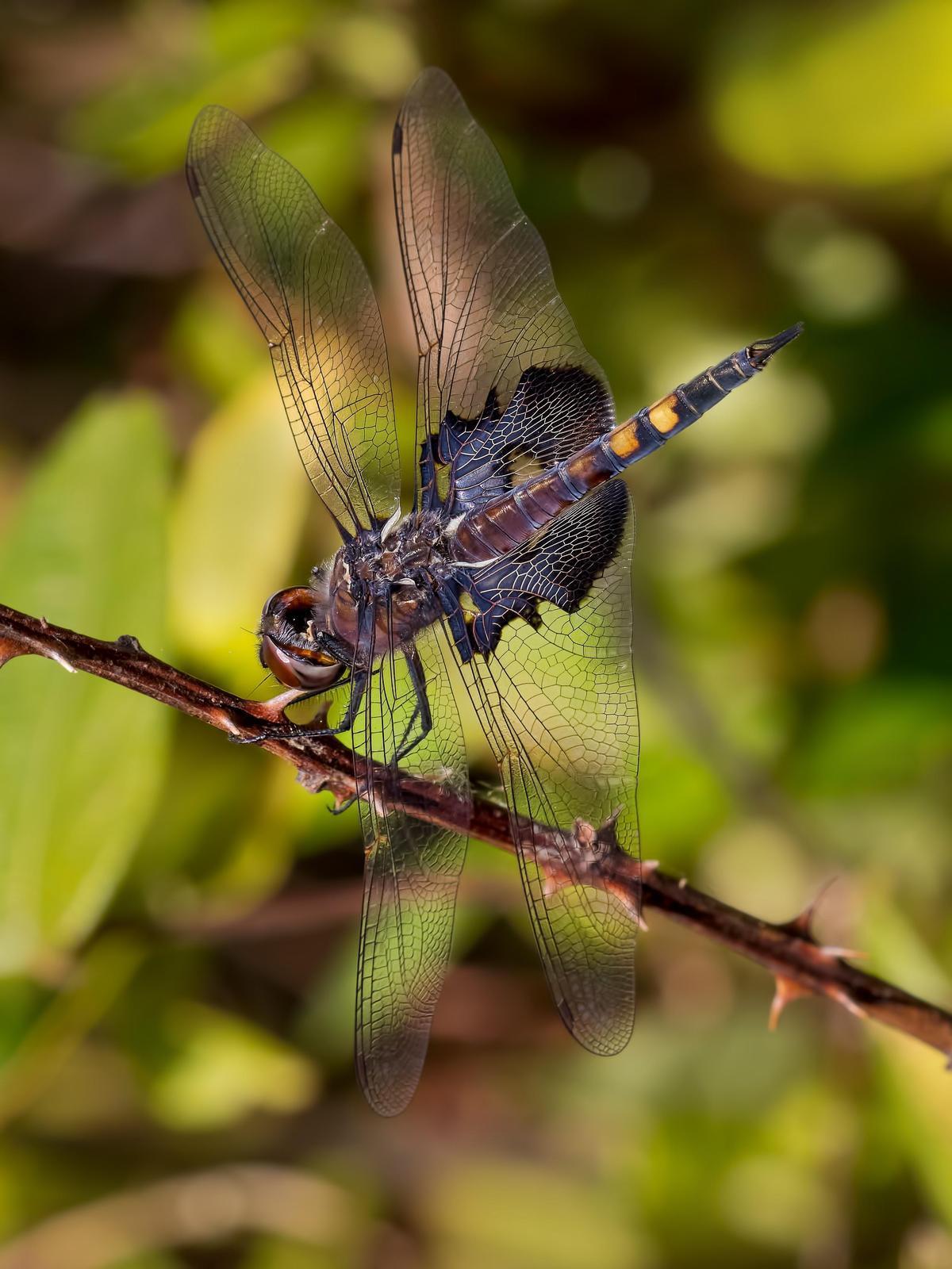 Black Saddlebags Photo by Michael Moore