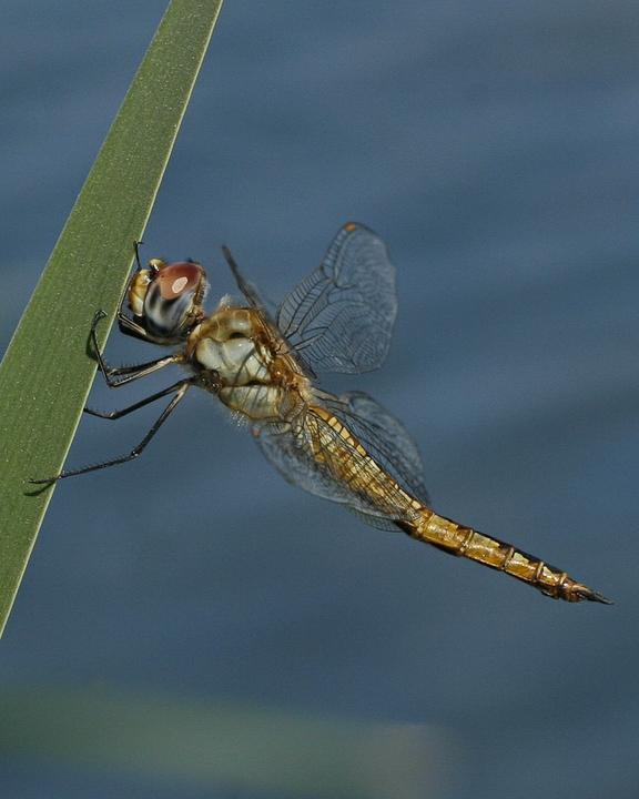 Wandering Glider Photo by Alison Sheehey