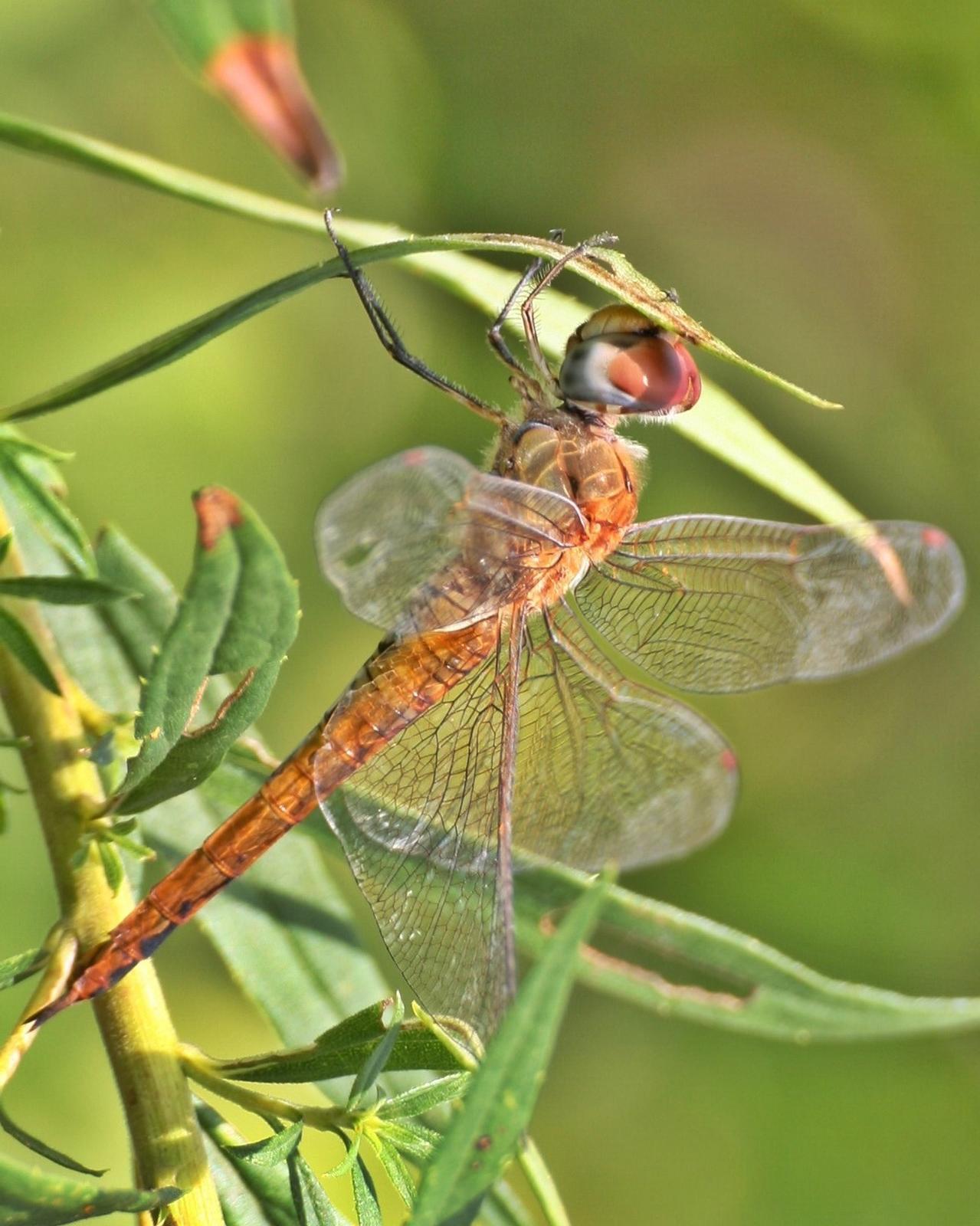Wandering Glider Photo by Andrew Theus