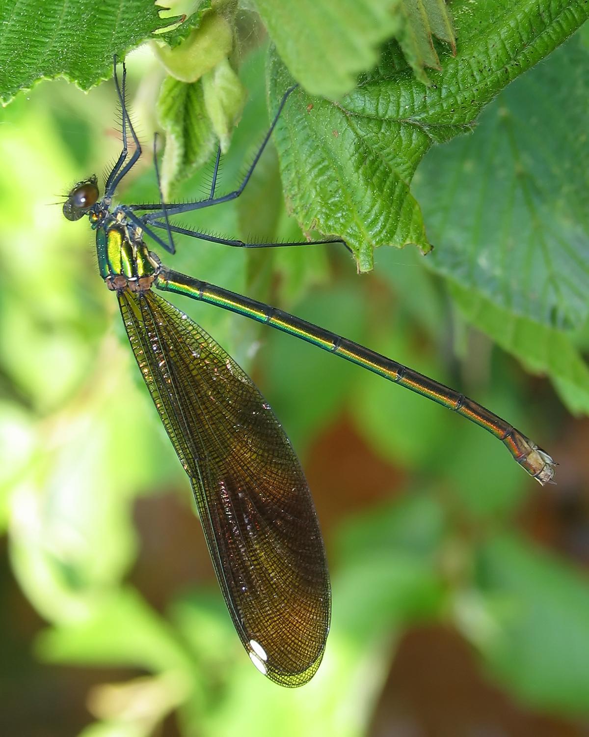 River Jewelwing Photo by Steve Collins