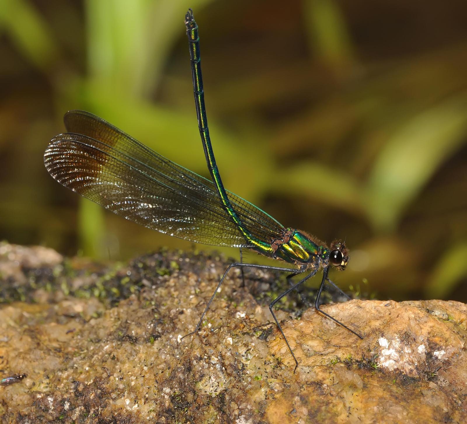 Superb Jewelwing Photo by marion dobbs