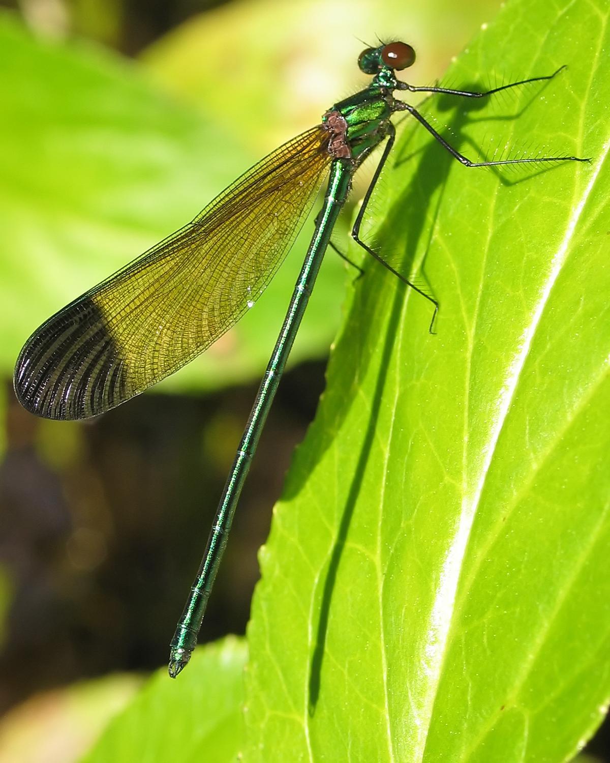 Sparkling Jewelwing Photo by Steve Collins