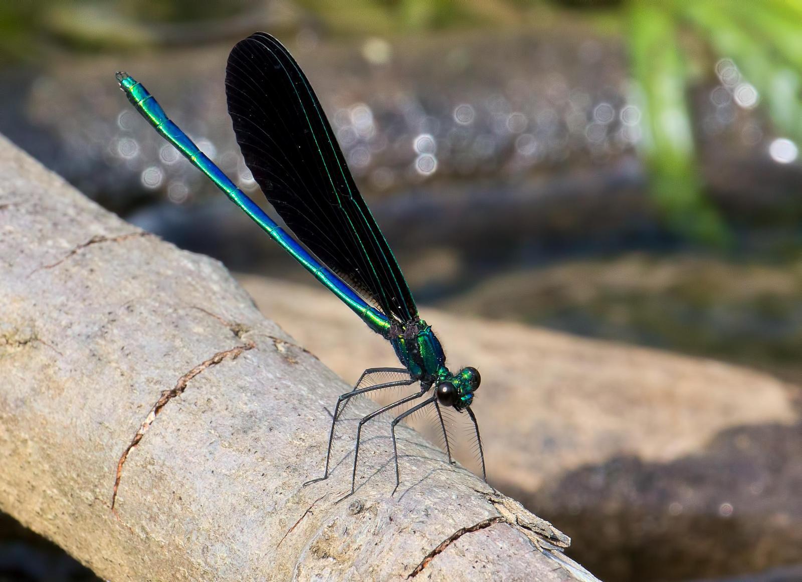 Ebony Jewelwing Photo by Michael Moore