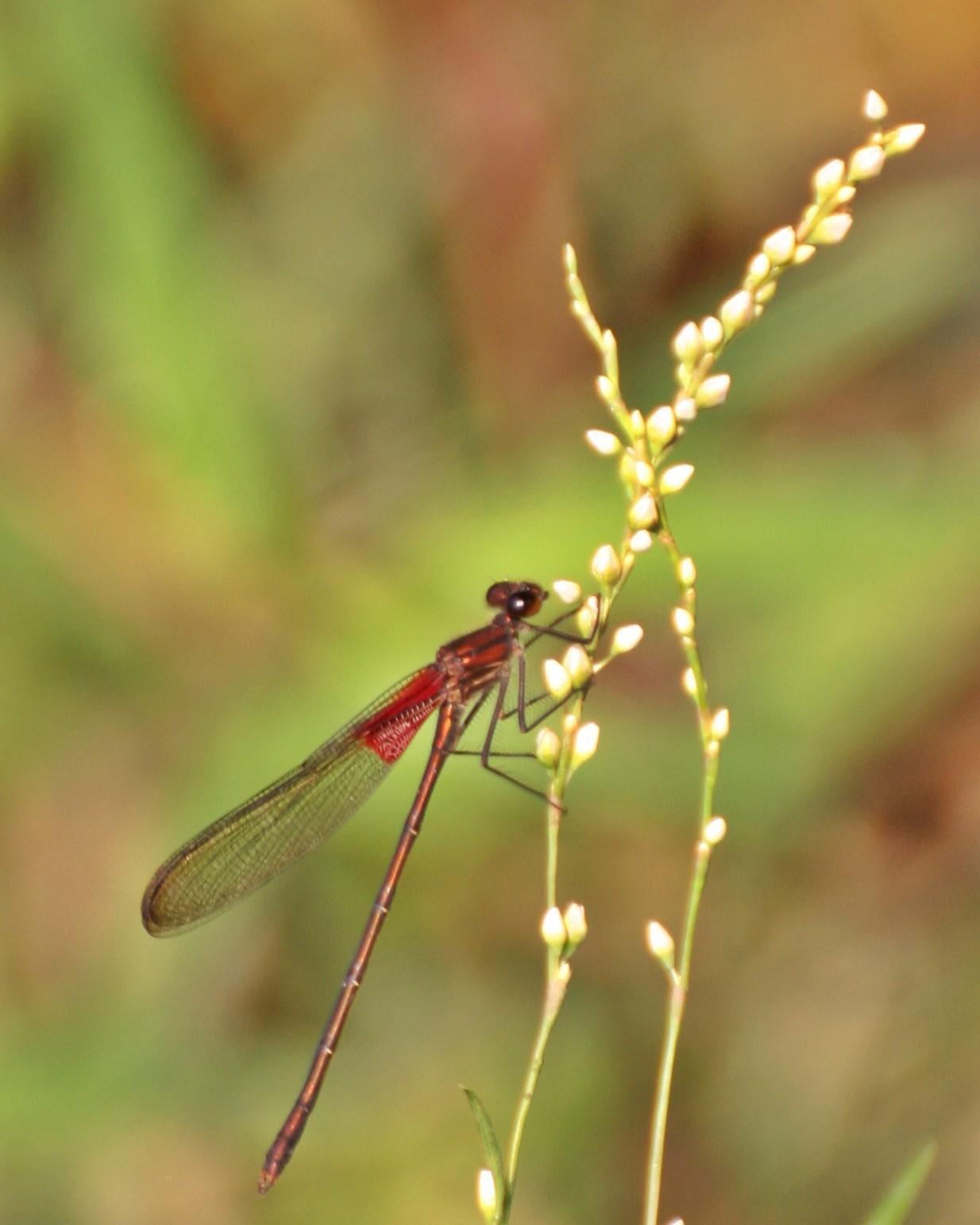 American Rubyspot Photo by Andrew Theus