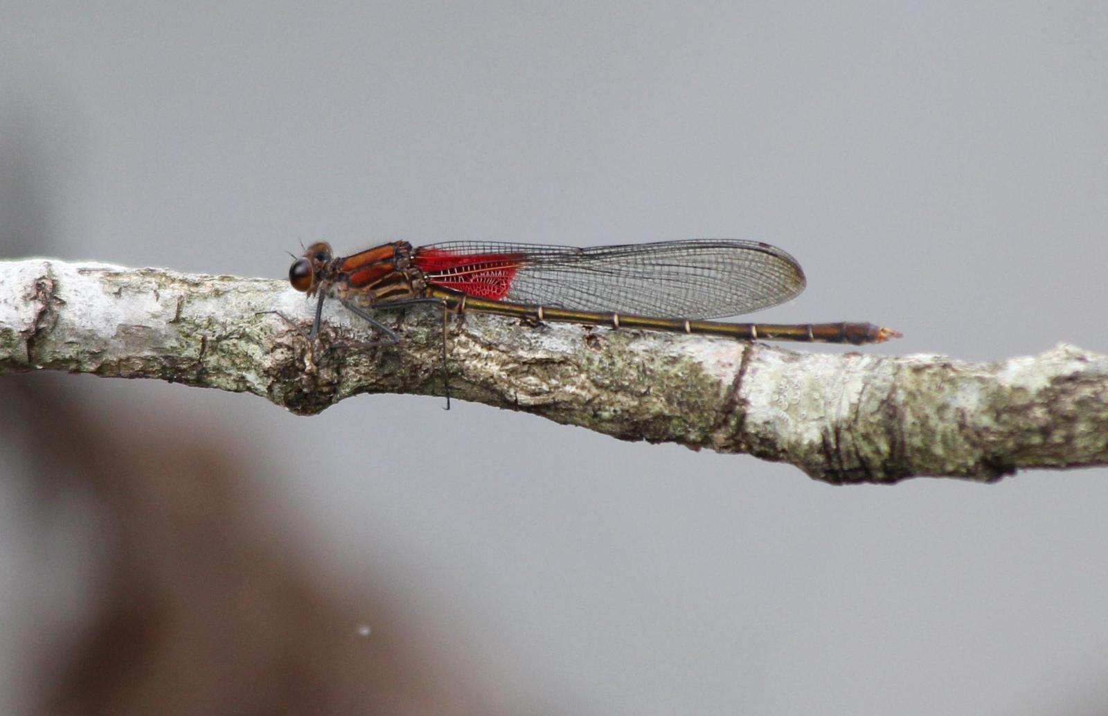 American Rubyspot Photo by Lewis Tester