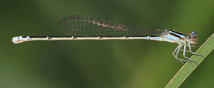 Mexican Wedgetail Photo by Martin Reid