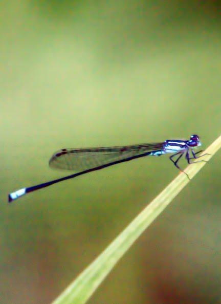 Acanthagrion speculum Photo by Dan Tallman