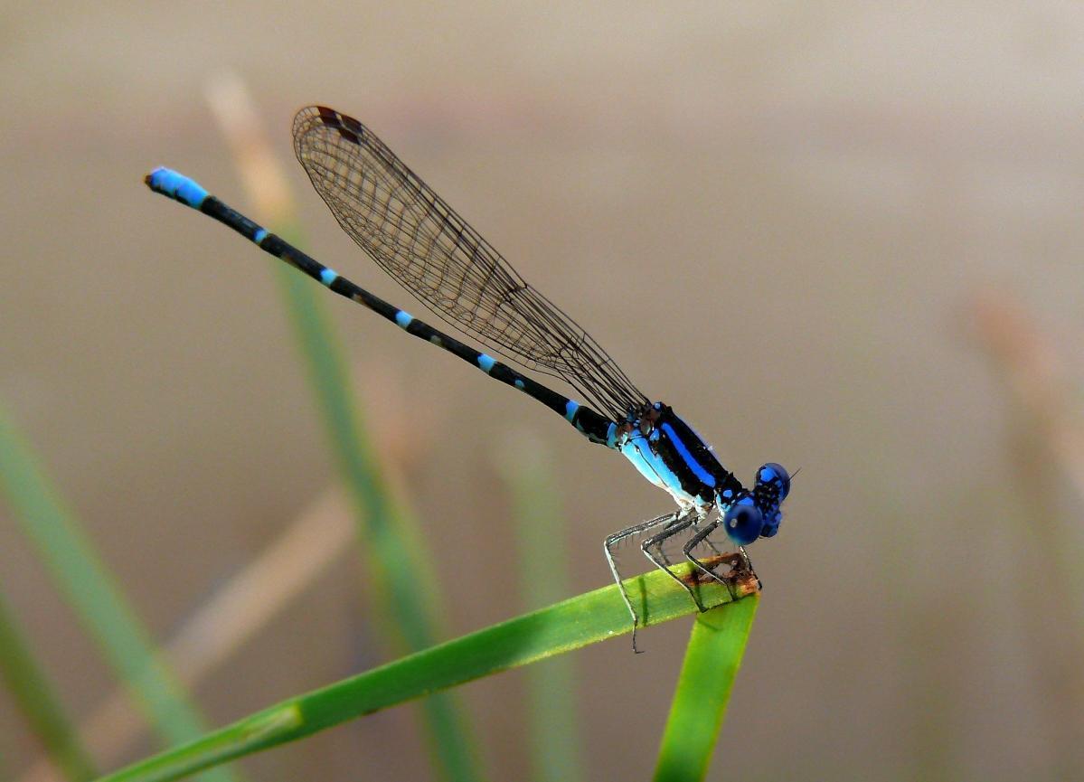 Blue-ringed Dancer Photo by Victor Fazio