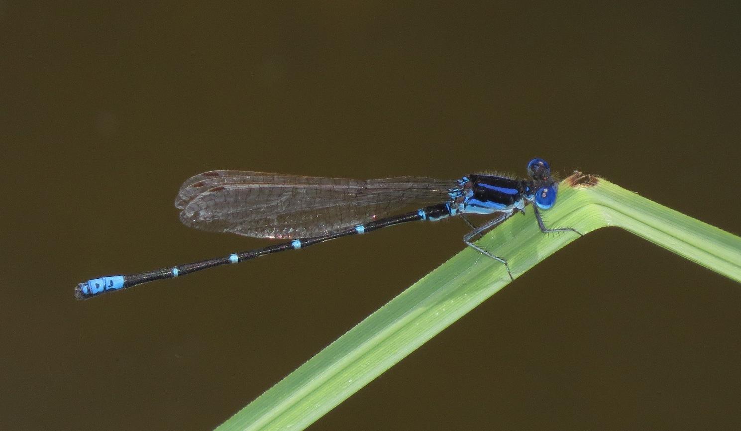 Blue-ringed Dancer Photo by Victor Fazio