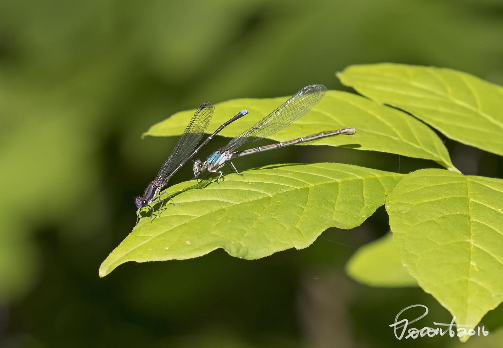 Blue-tipped Dancer Photo by Paul Poronto