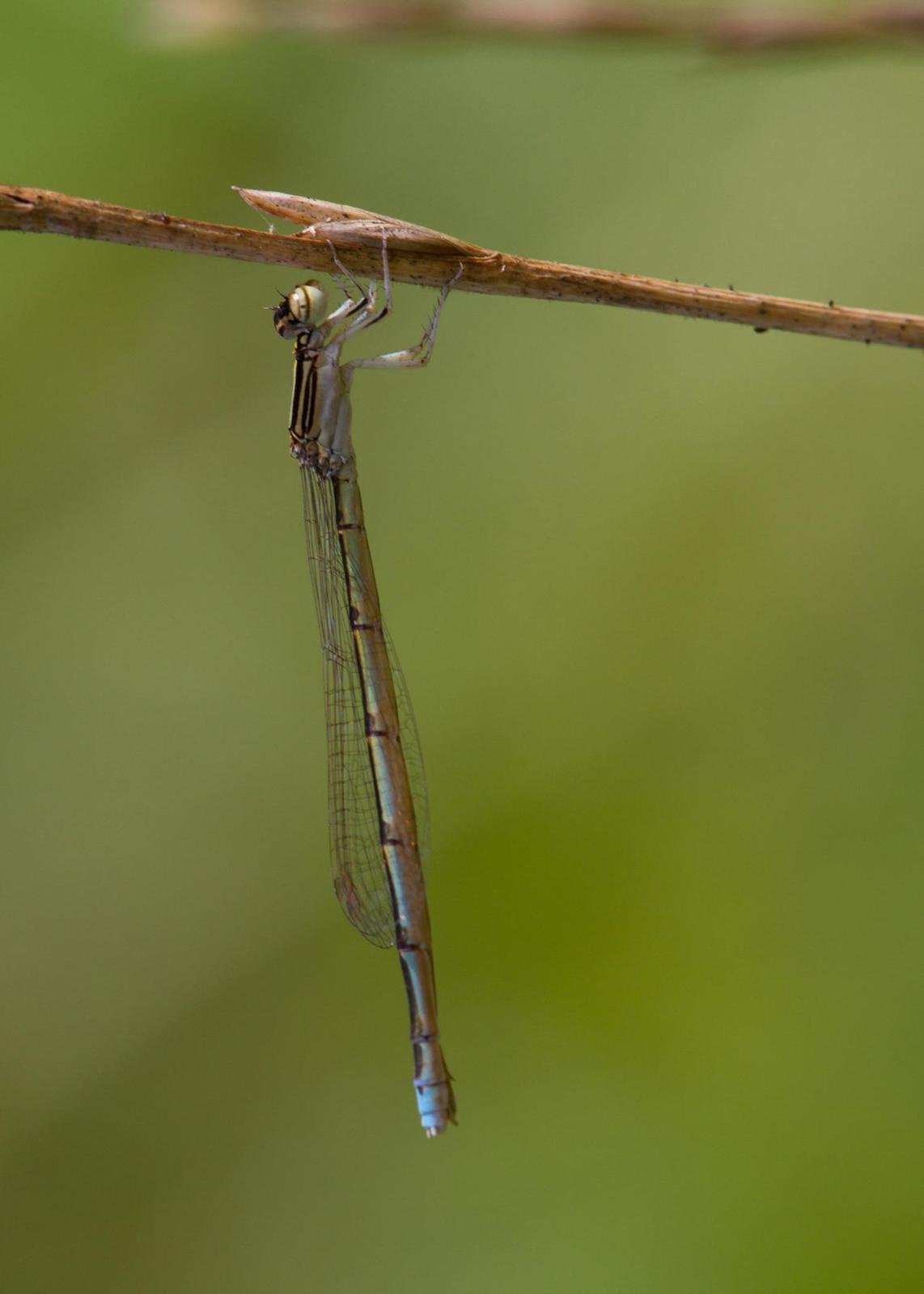 Double-striped Bluet Photo by Chuck Duplant