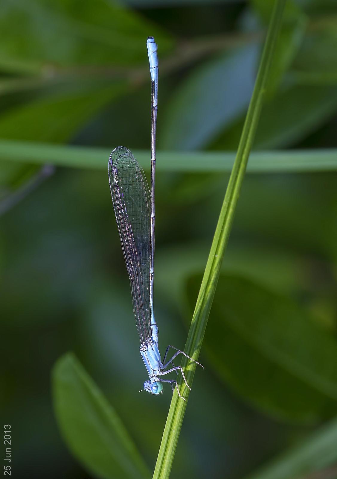 Attenuated Bluet Photo by Michael Moore