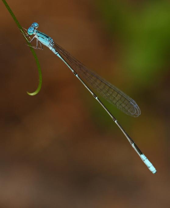 Attenuated Bluet Photo by Terry Hibbitts