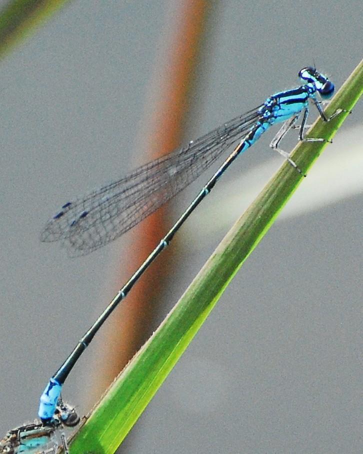 Turquoise Bluet Photo by David Hollie
