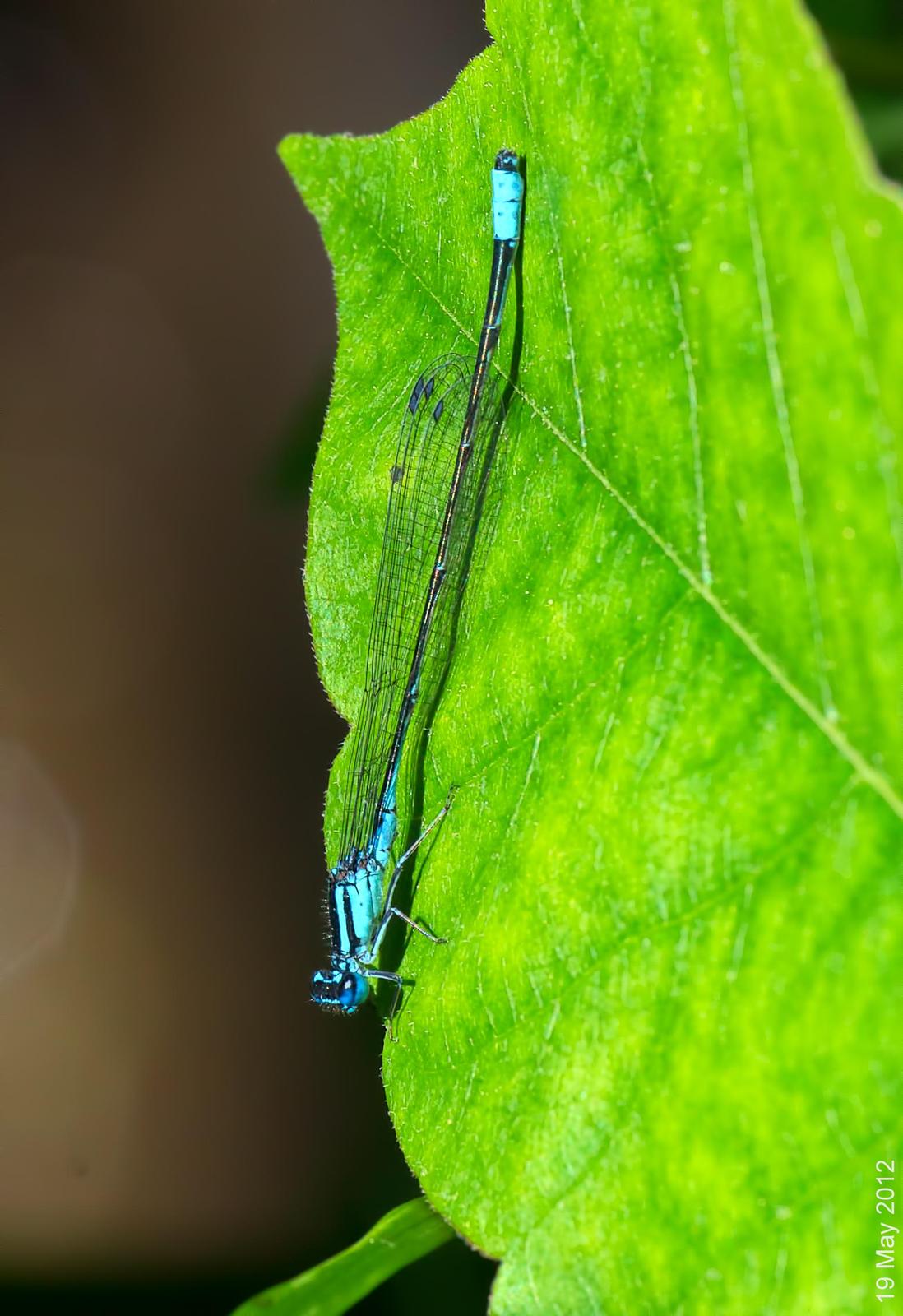 Turquoise Bluet Photo by Michael Moore