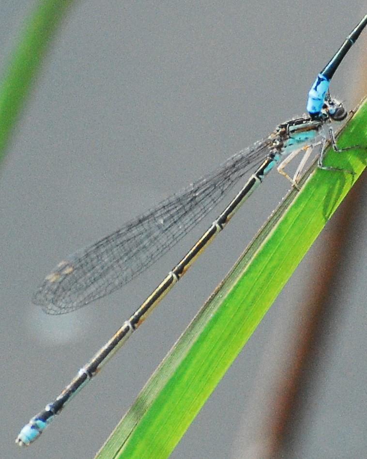 Turquoise Bluet Photo by David Hollie