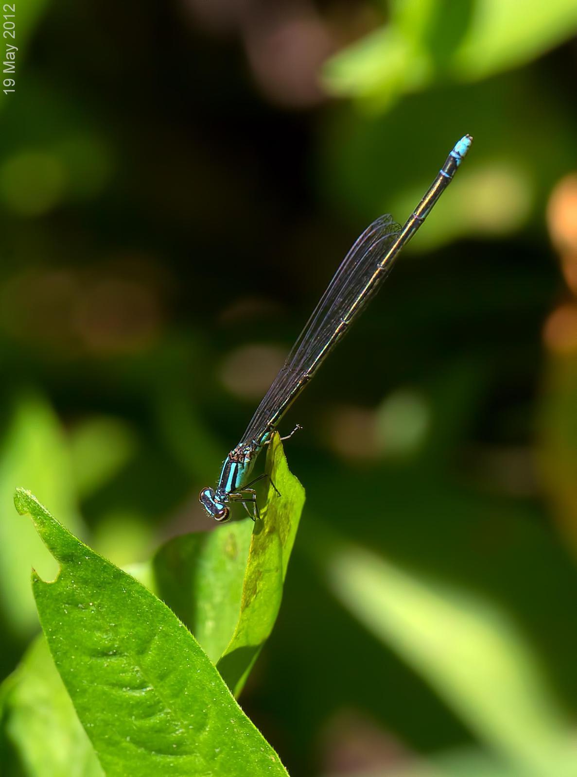 Turquoise Bluet Photo by Michael Moore