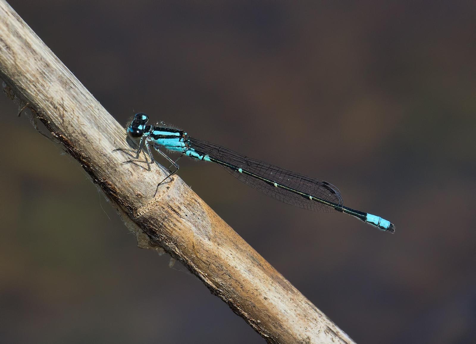 Skimming Bluet Photo by Michael Moore