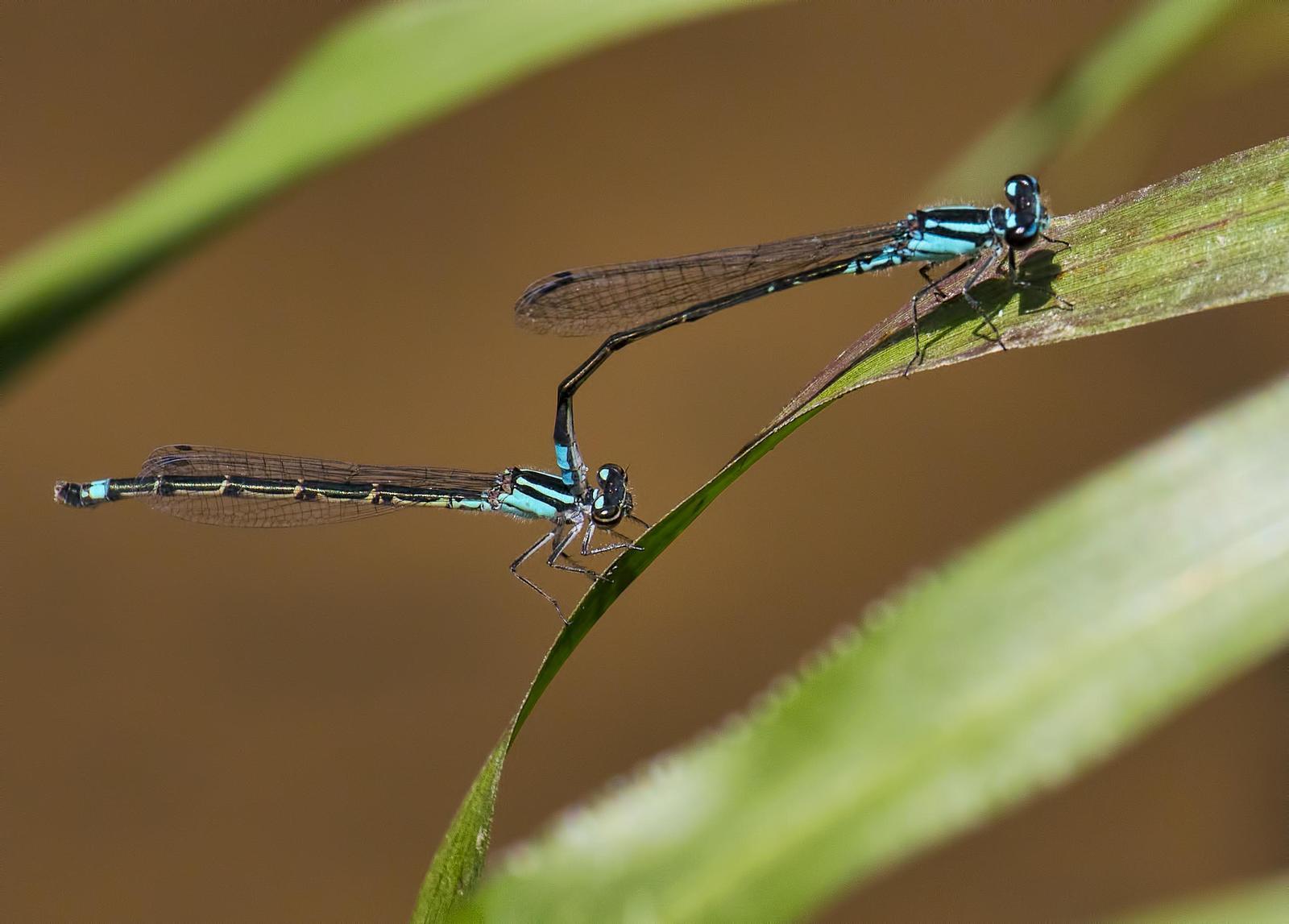 Skimming Bluet Photo by Michael Moore