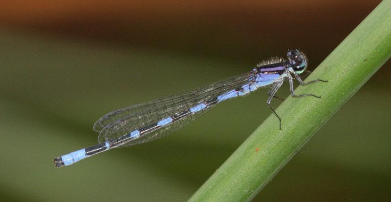 Little Bluet Photo by Terry Hibbitts