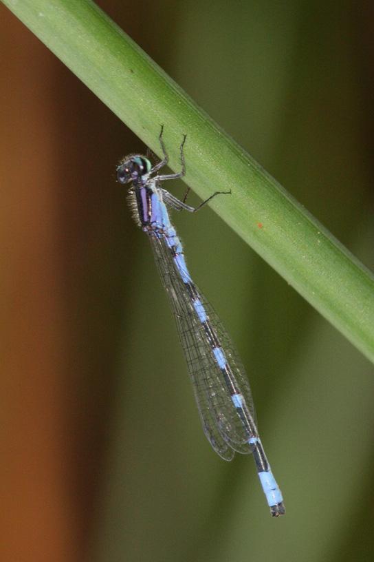 Little Bluet Photo by Terry Hibbitts