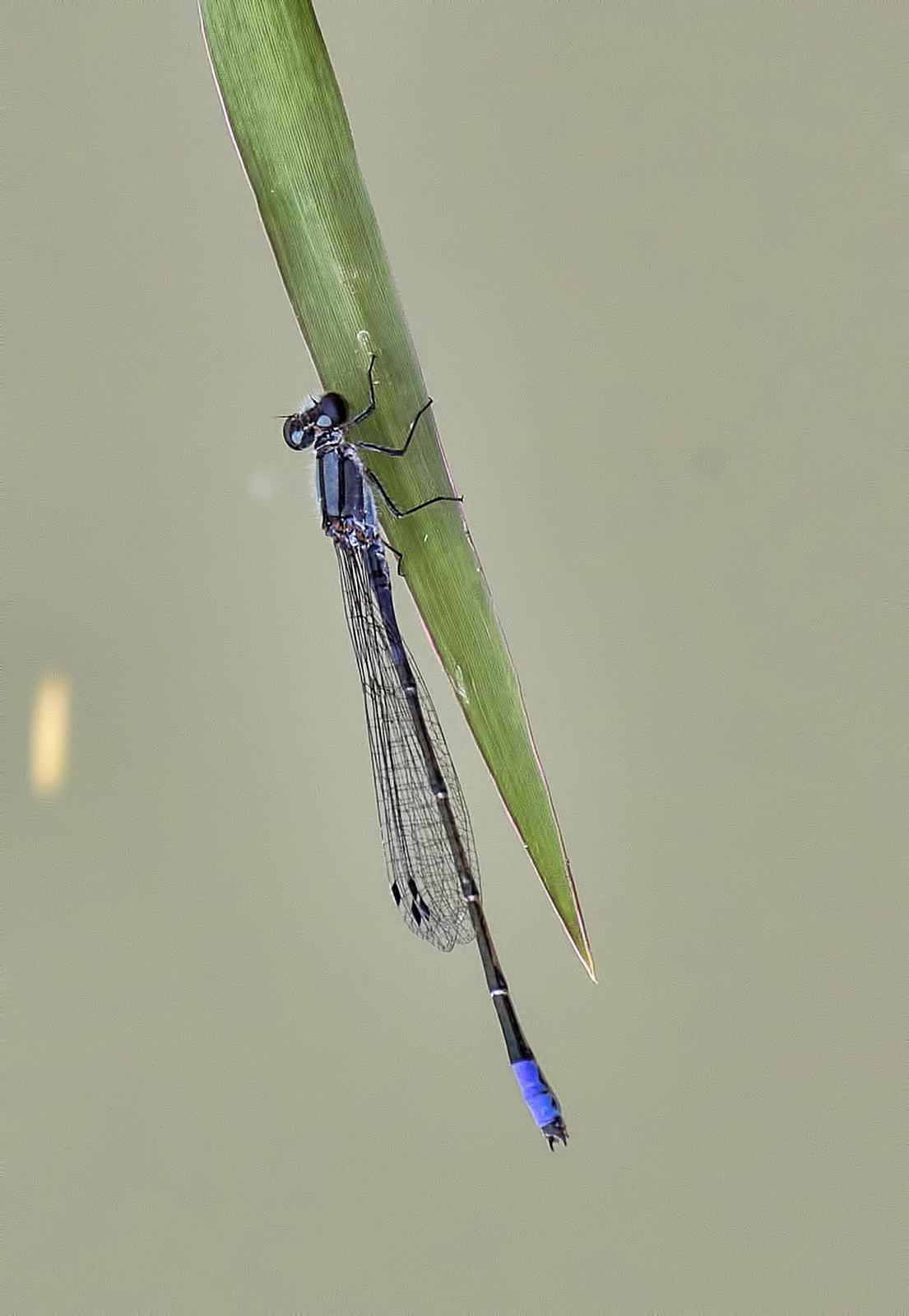 Neotropical Bluet Photo by Michael Moore