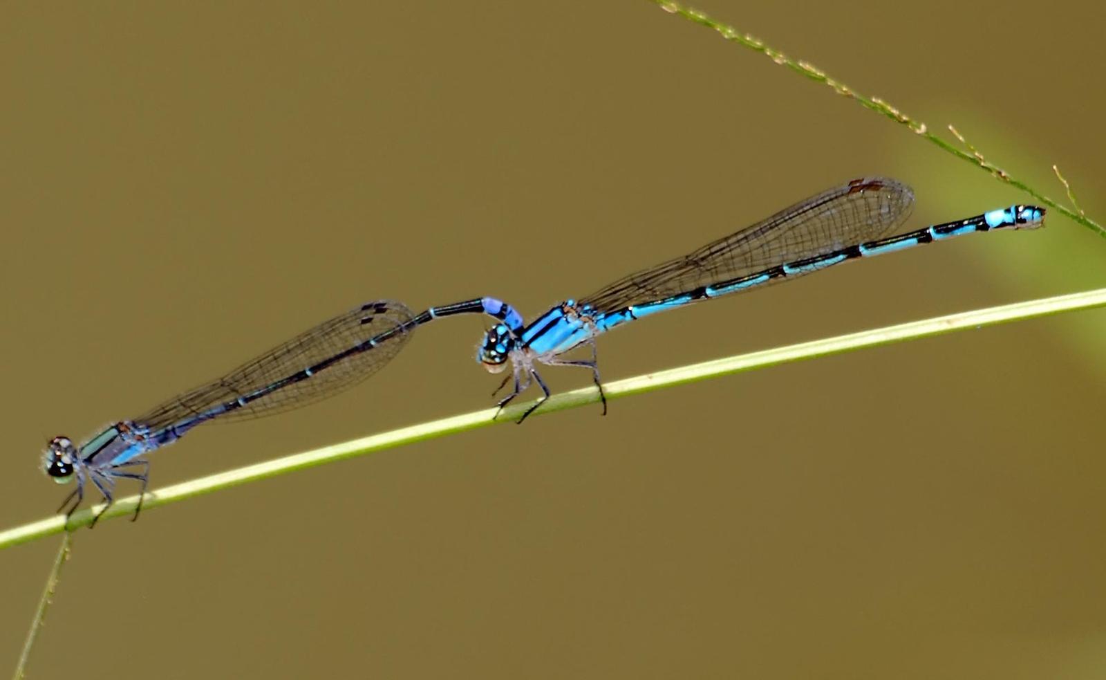 Neotropical Bluet Photo by marion dobbs