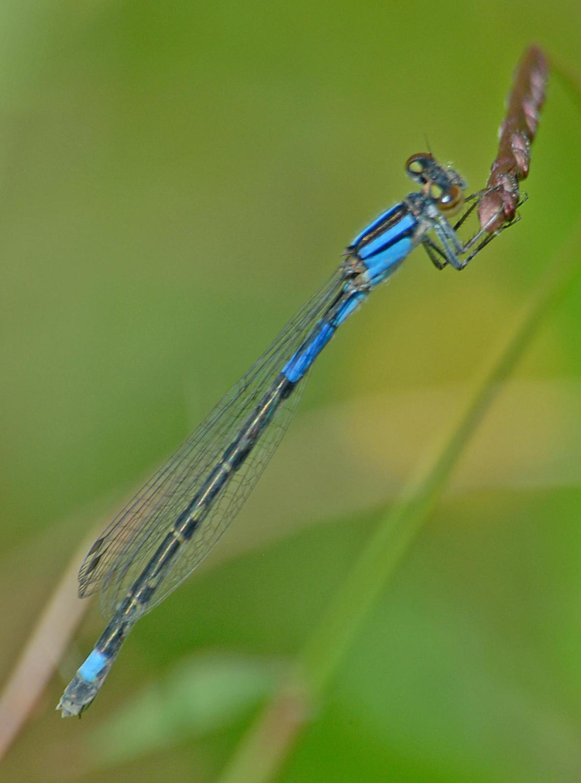 Claw-tipped Bluet Photo by marion dobbs