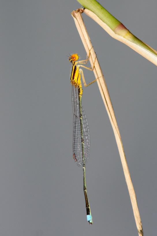 Golden Bluet Photo by Terry Hibbitts