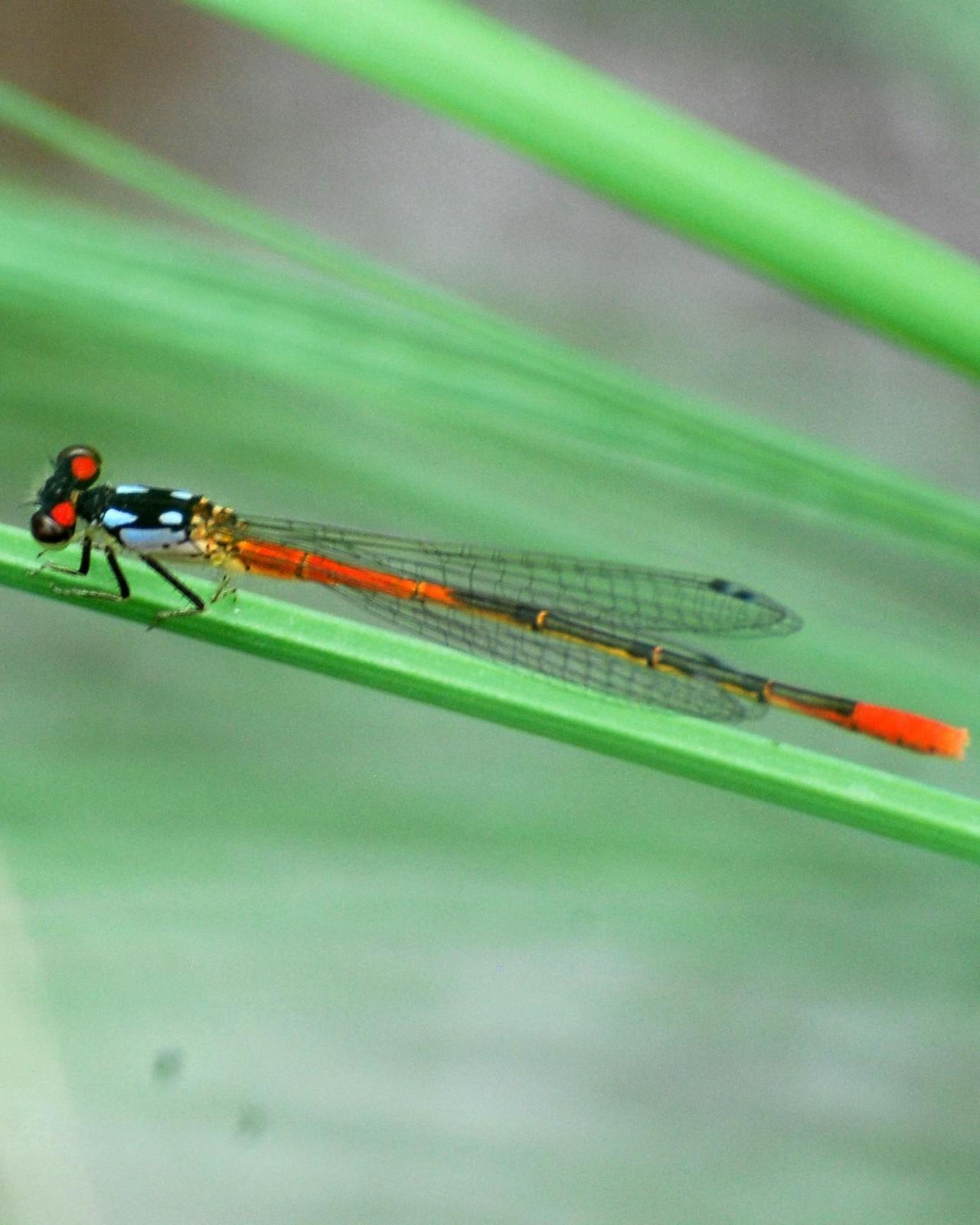 Painted Damsel Photo by David Hollie