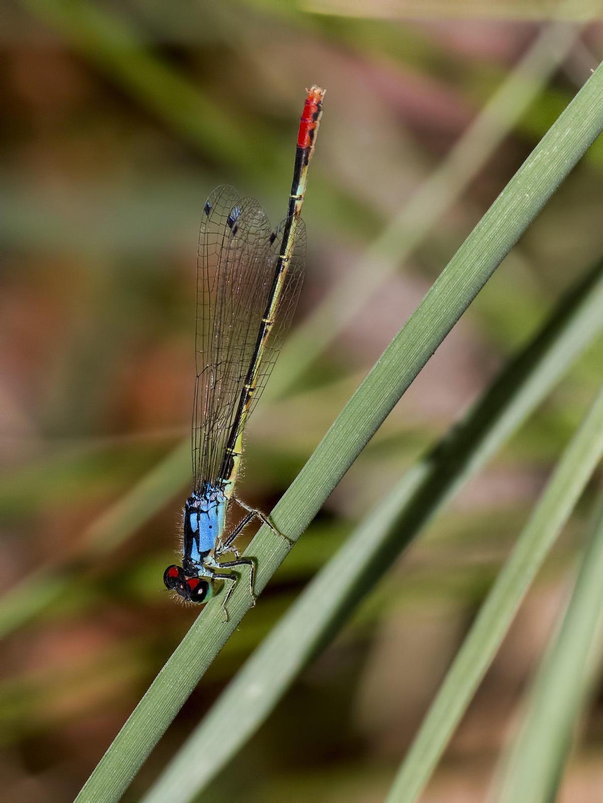 Painted Damsel Photo by Michael Moore