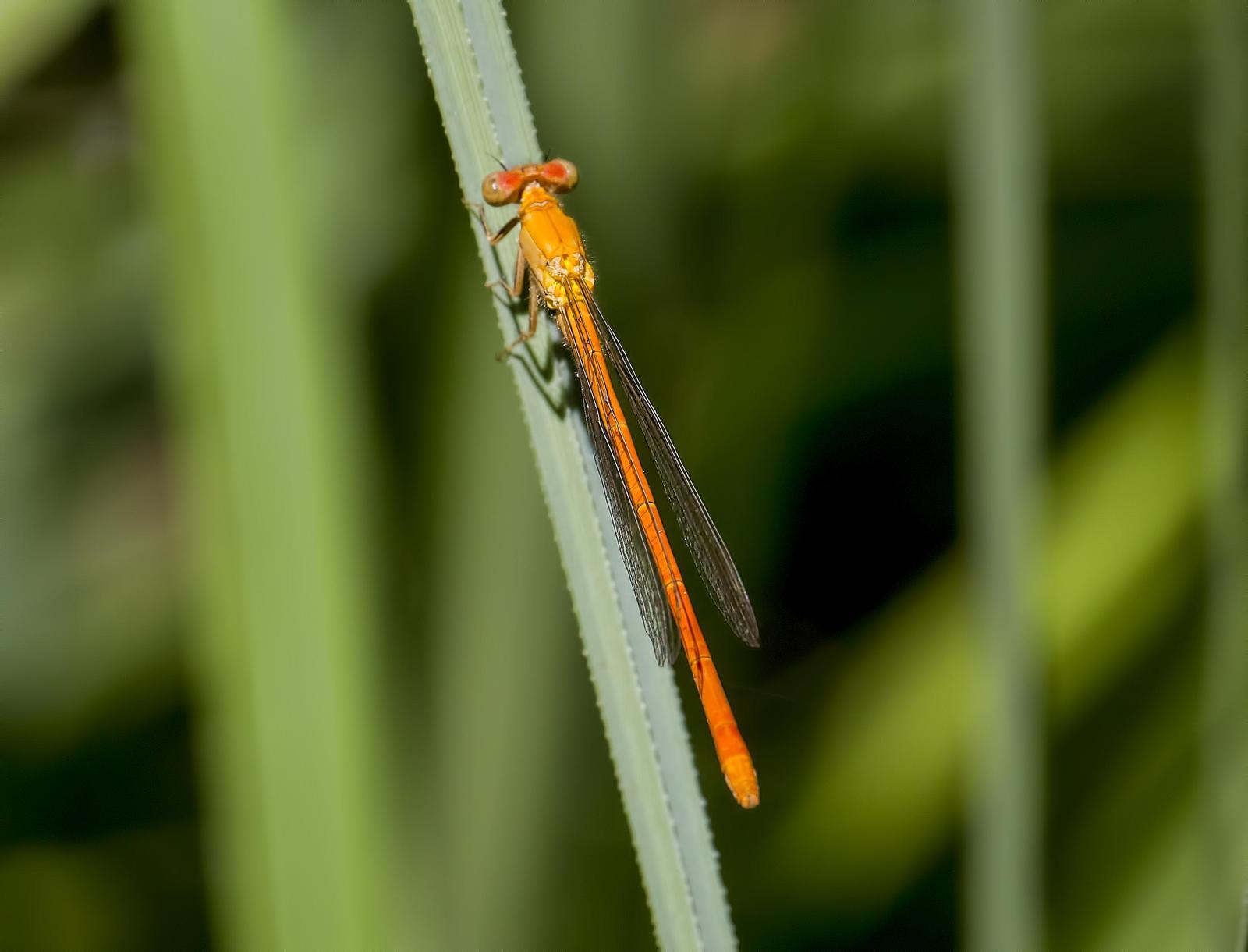 Painted Damsel Photo by Michael Moore