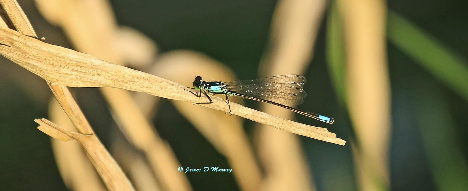 Pacific Forktail Photo by Jim  Murray