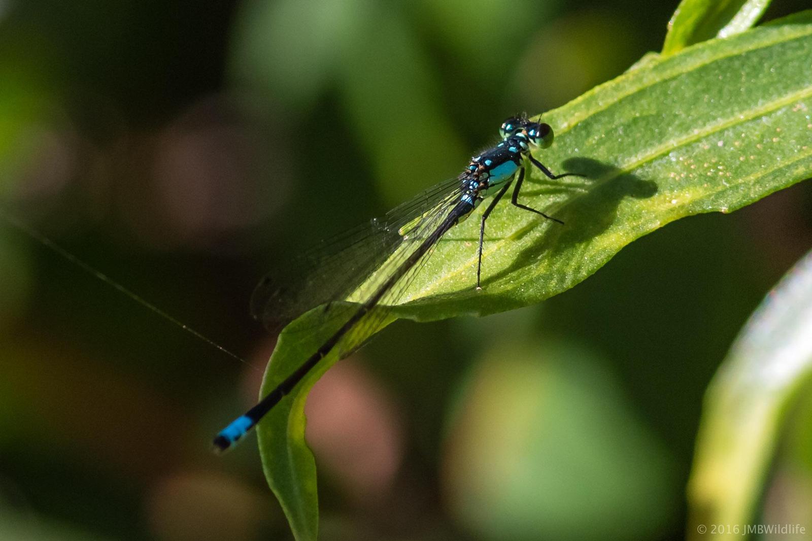 Pacific Forktail Photo by Jeff Bray