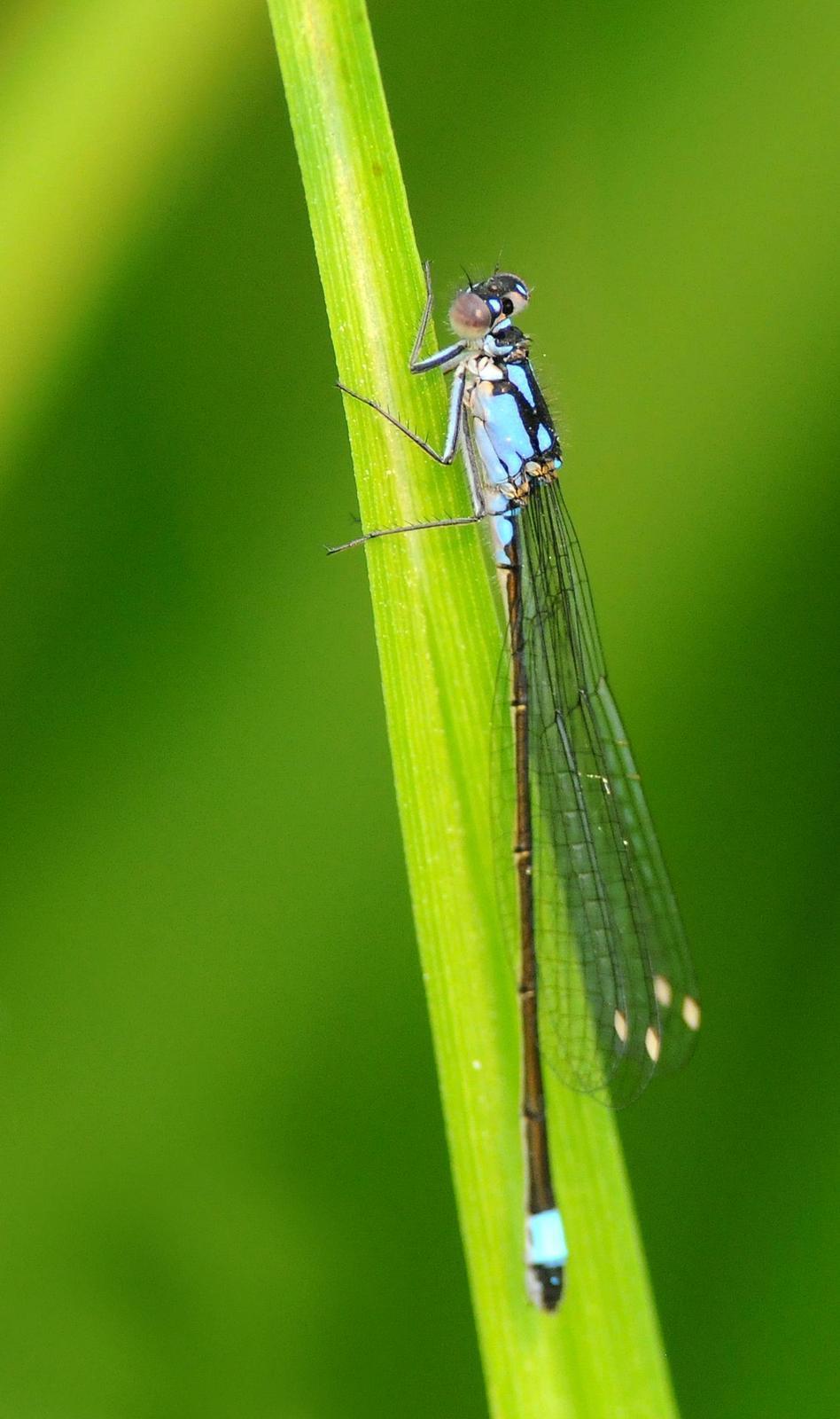 Pacific Forktail Photo by Steven Mlodinow