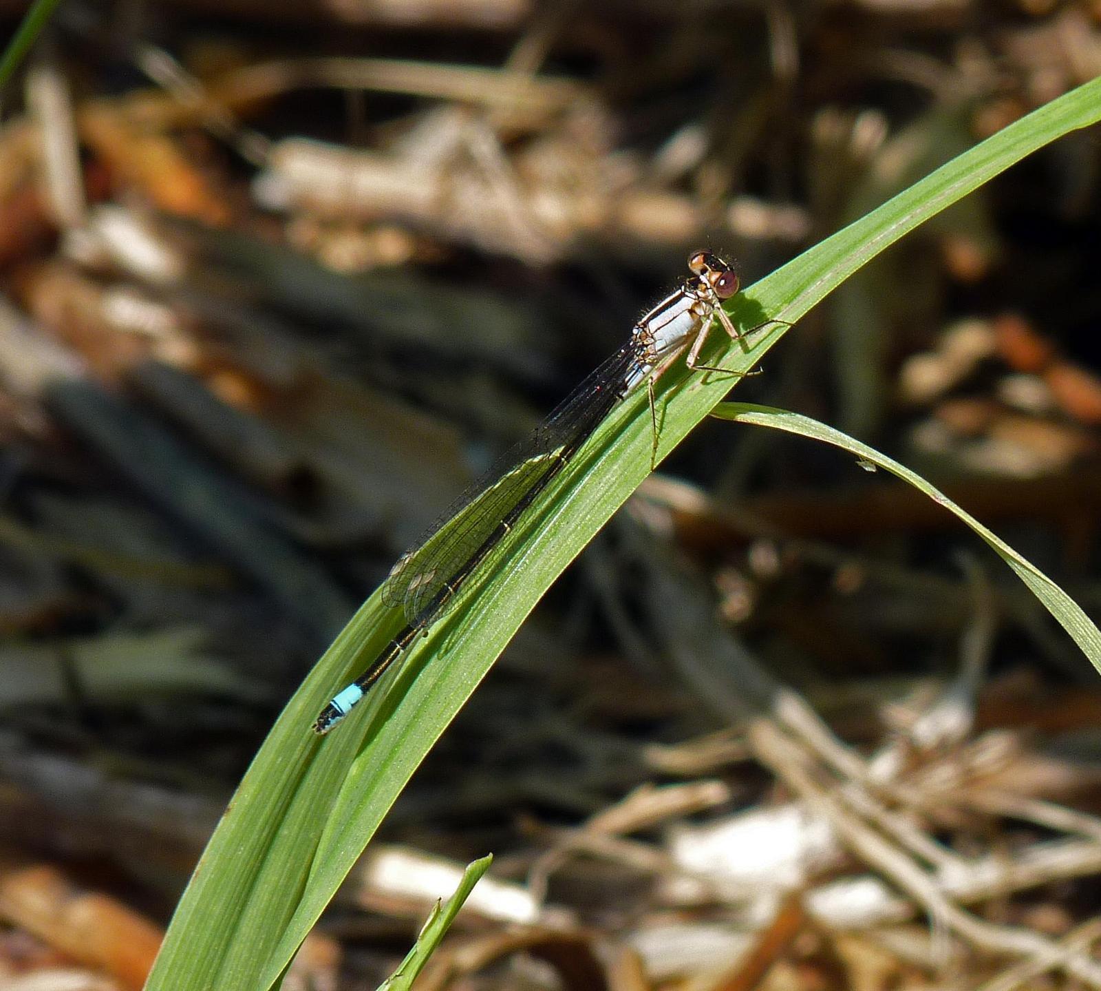 Pacific Forktail Photo by Mark Nikas