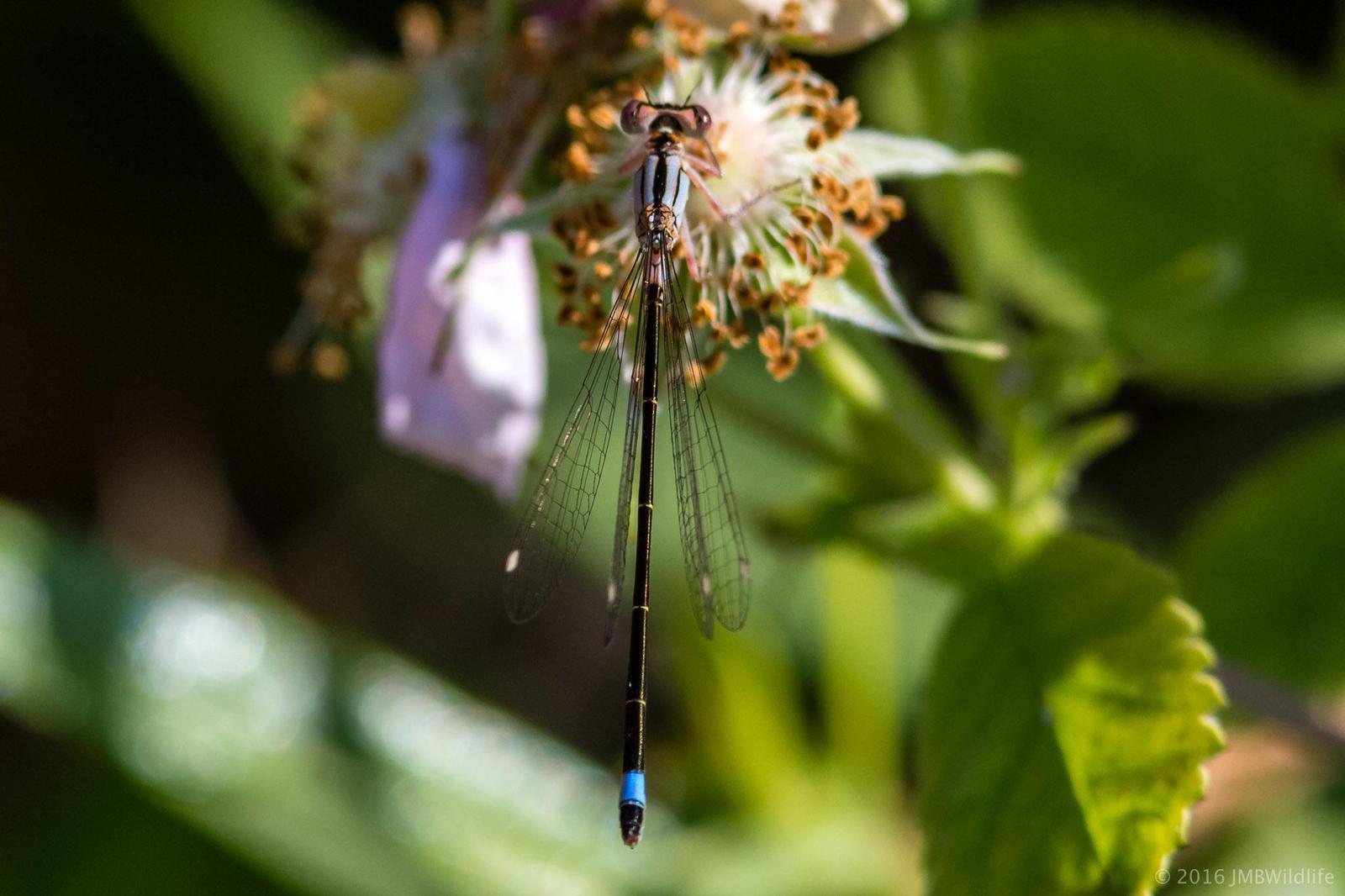Pacific Forktail Photo by Jeff Bray