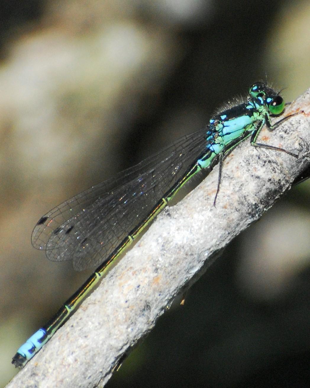 Plains Forktail Photo by David Hollie