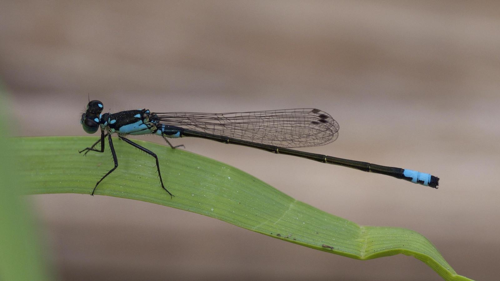 Plains Forktail Photo by Scott King