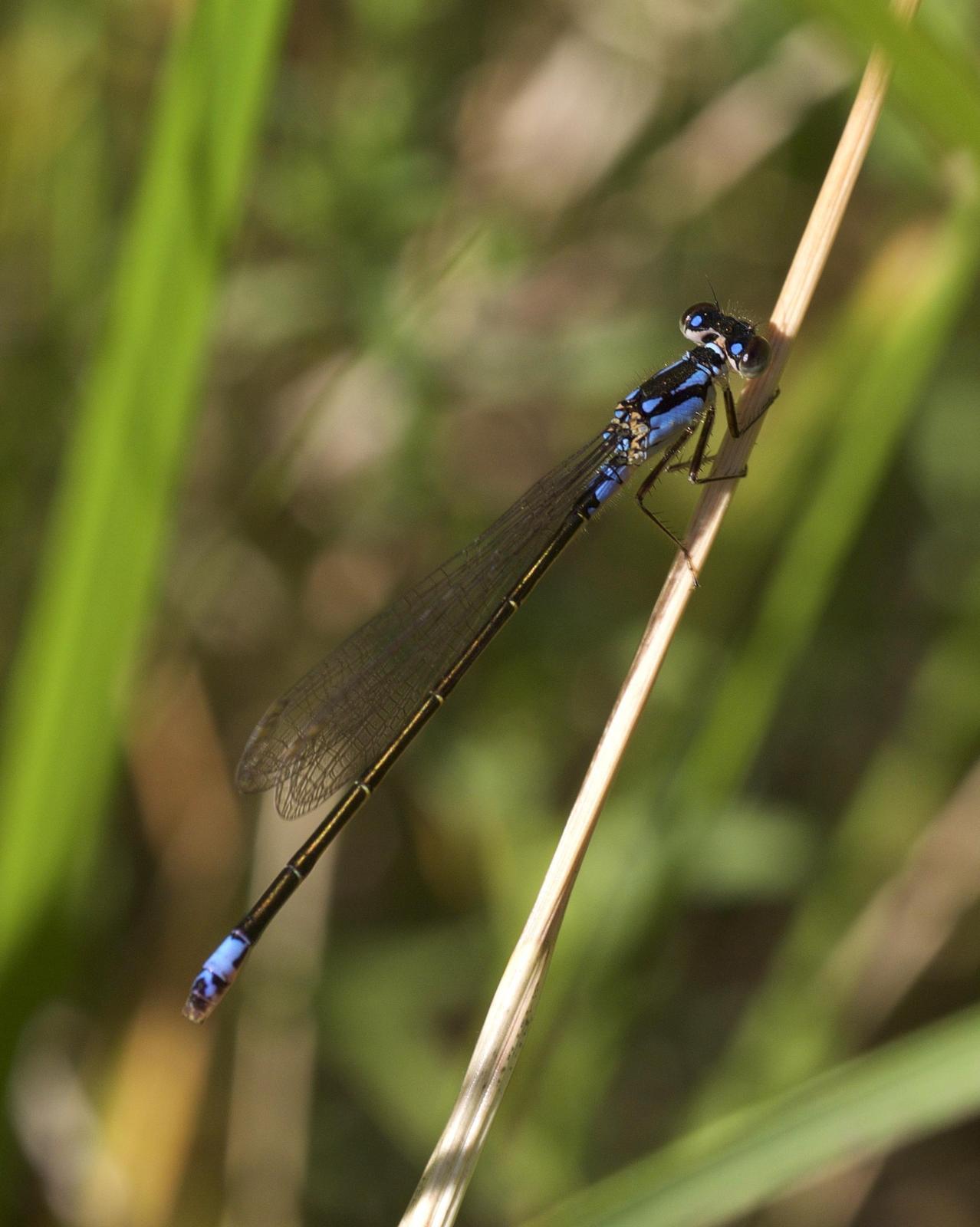 Plains Forktail Photo by Scott King