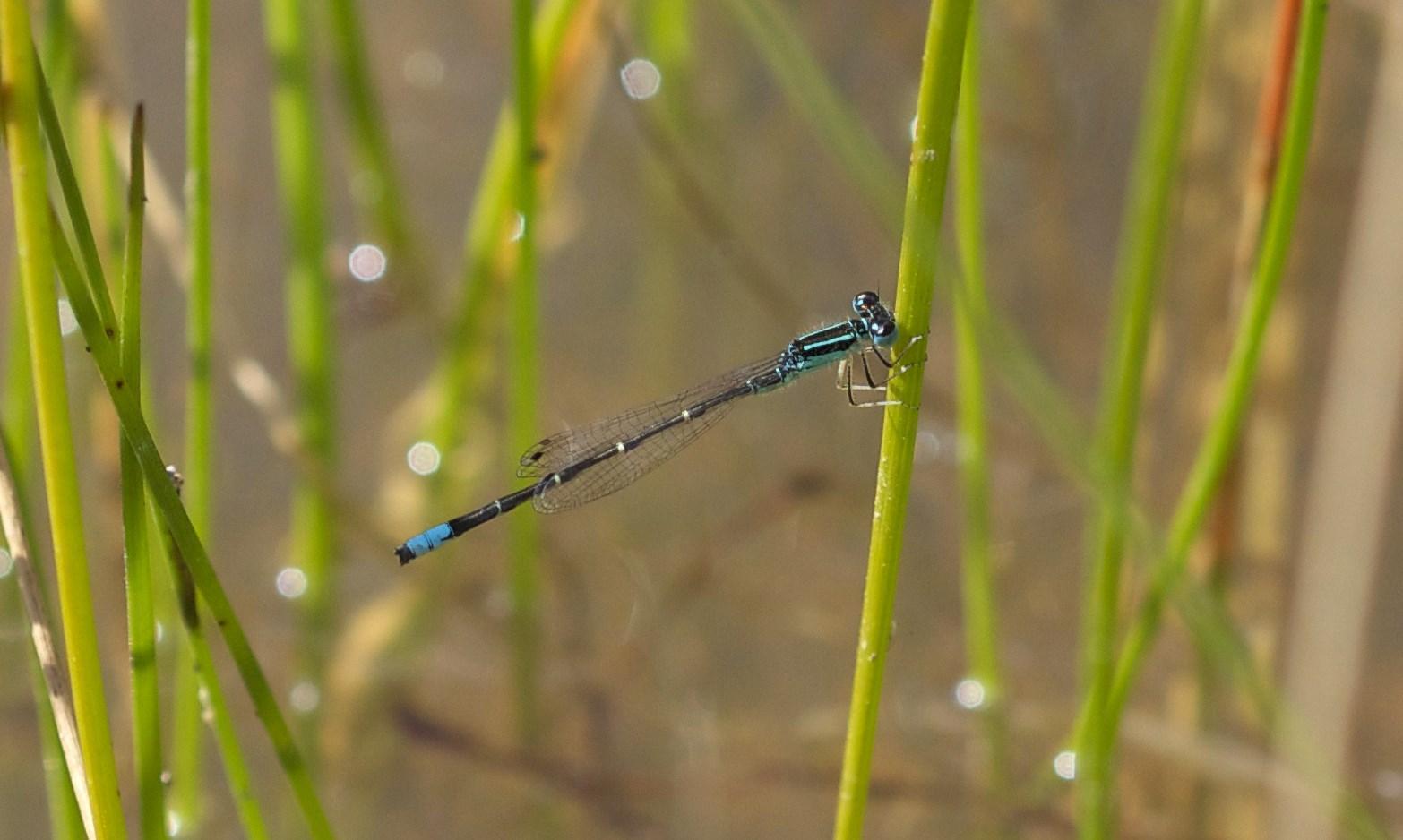 Mexican Forktail Photo by Scott King